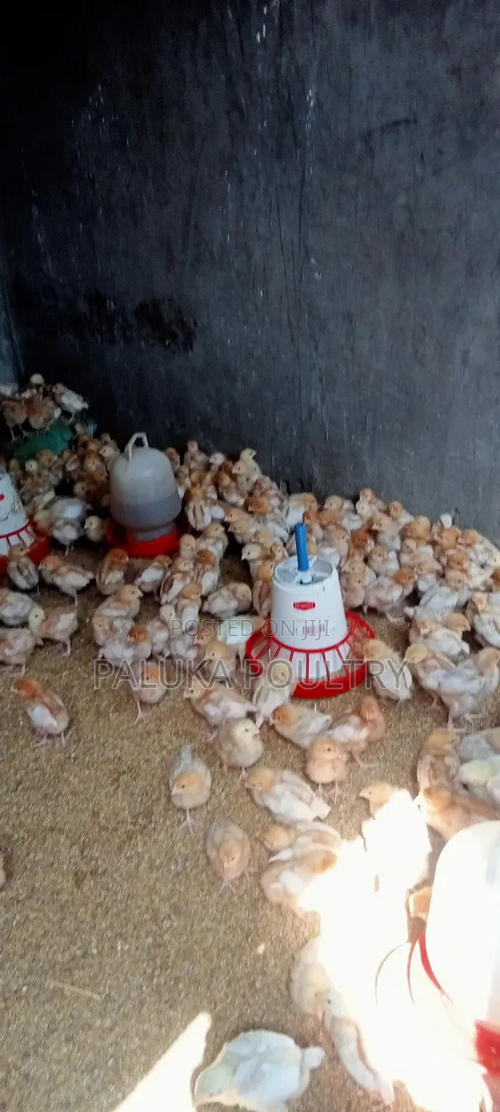 Commercial Layers Chicks