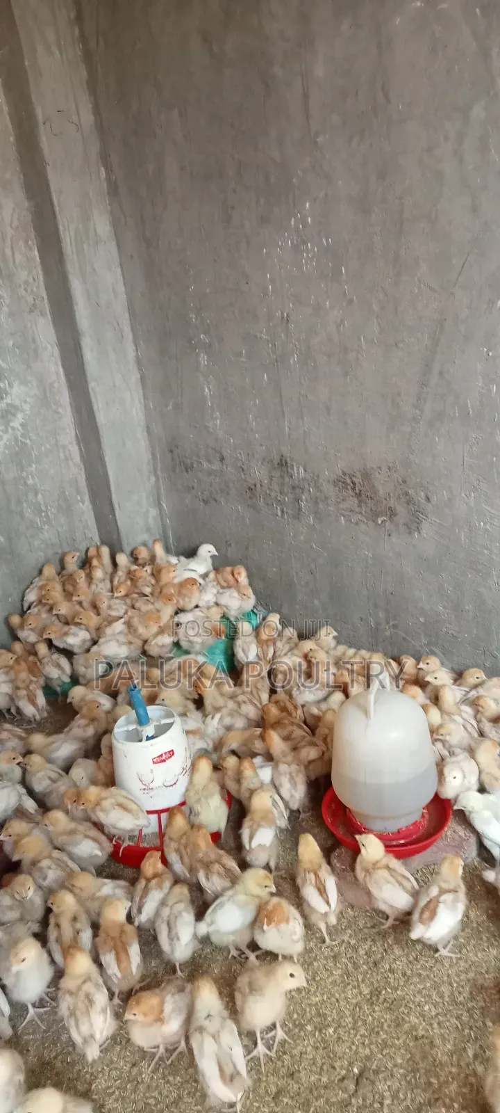 Commercial Layers Chicks
