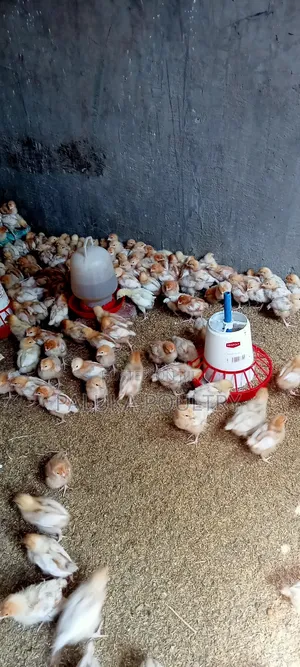 Commercial Layers Chicks