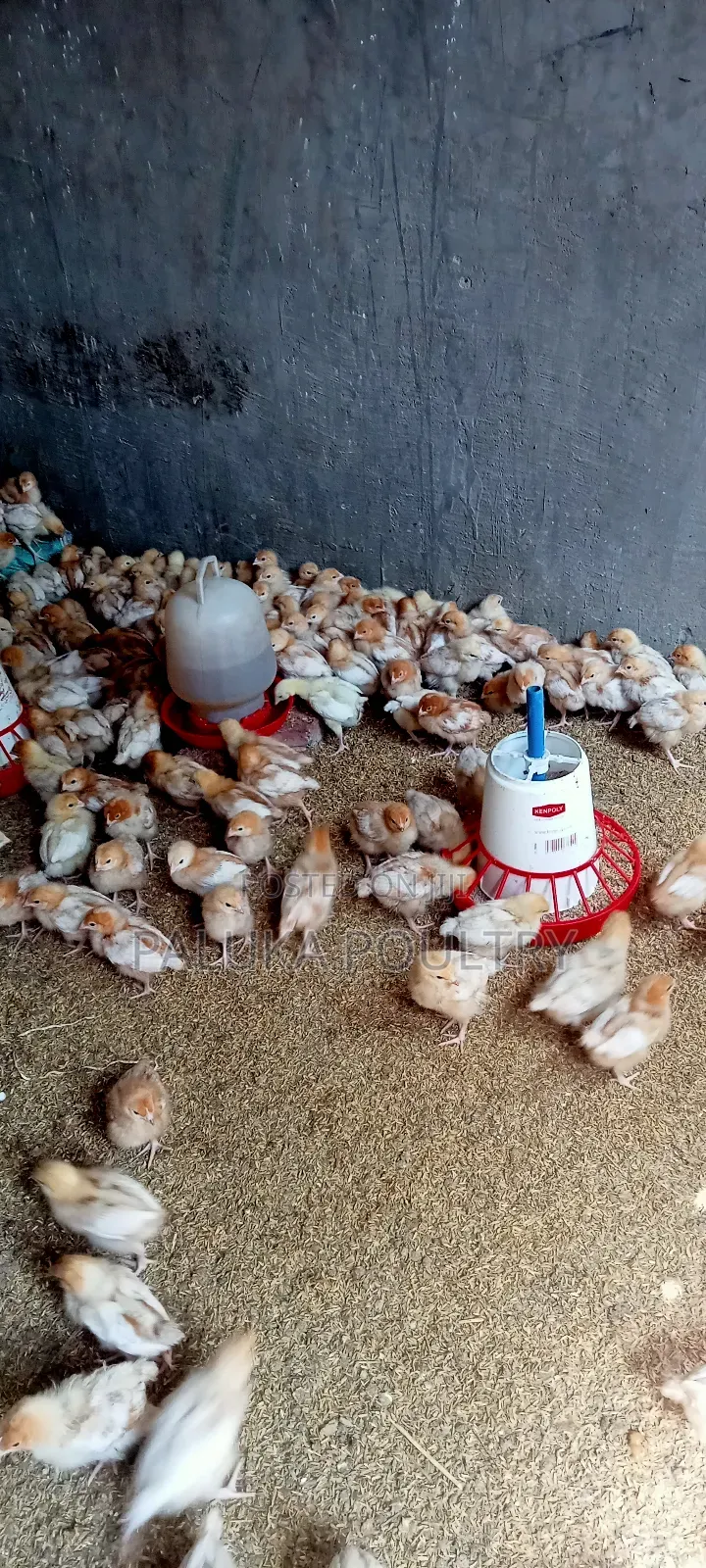 Commercial Layers Chicks