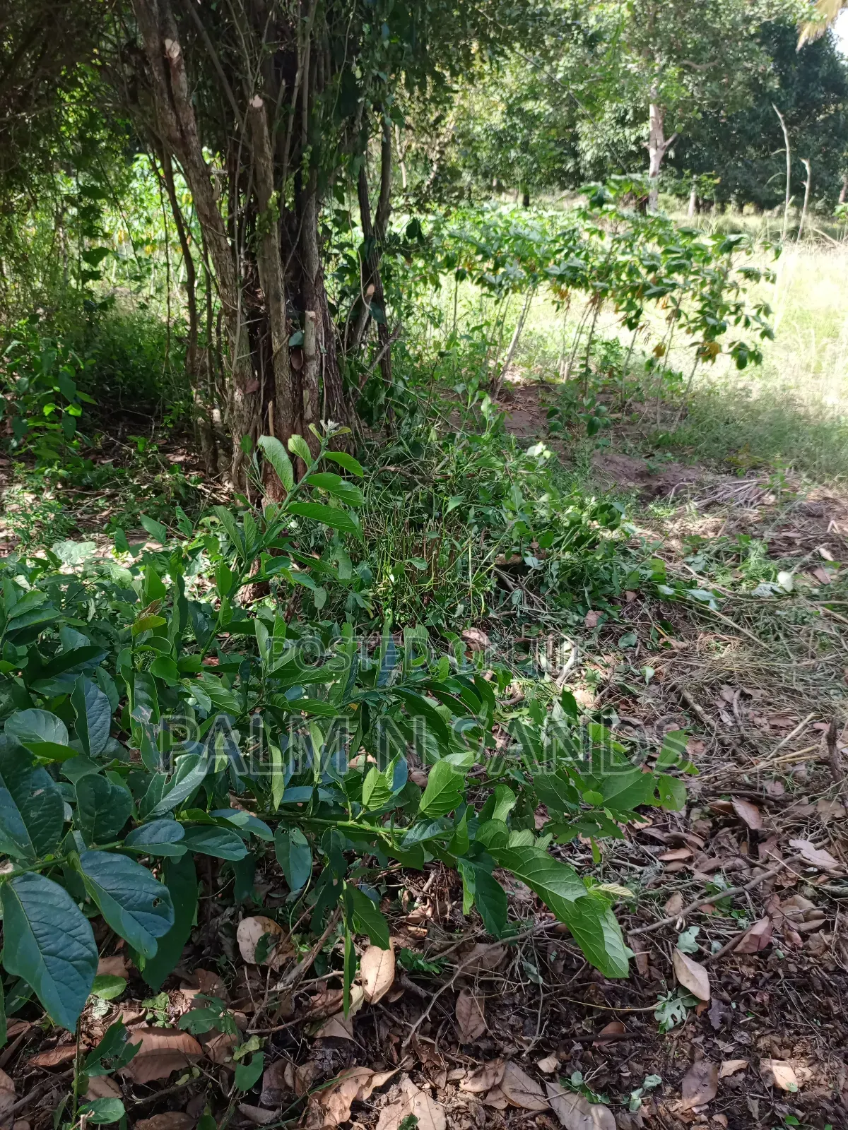1/4 Acre on Sale in Diani