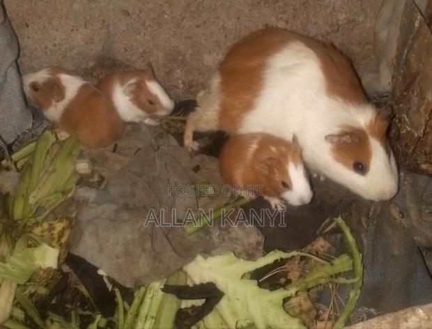 Guinea Pigs for Sale - thumbnail 6