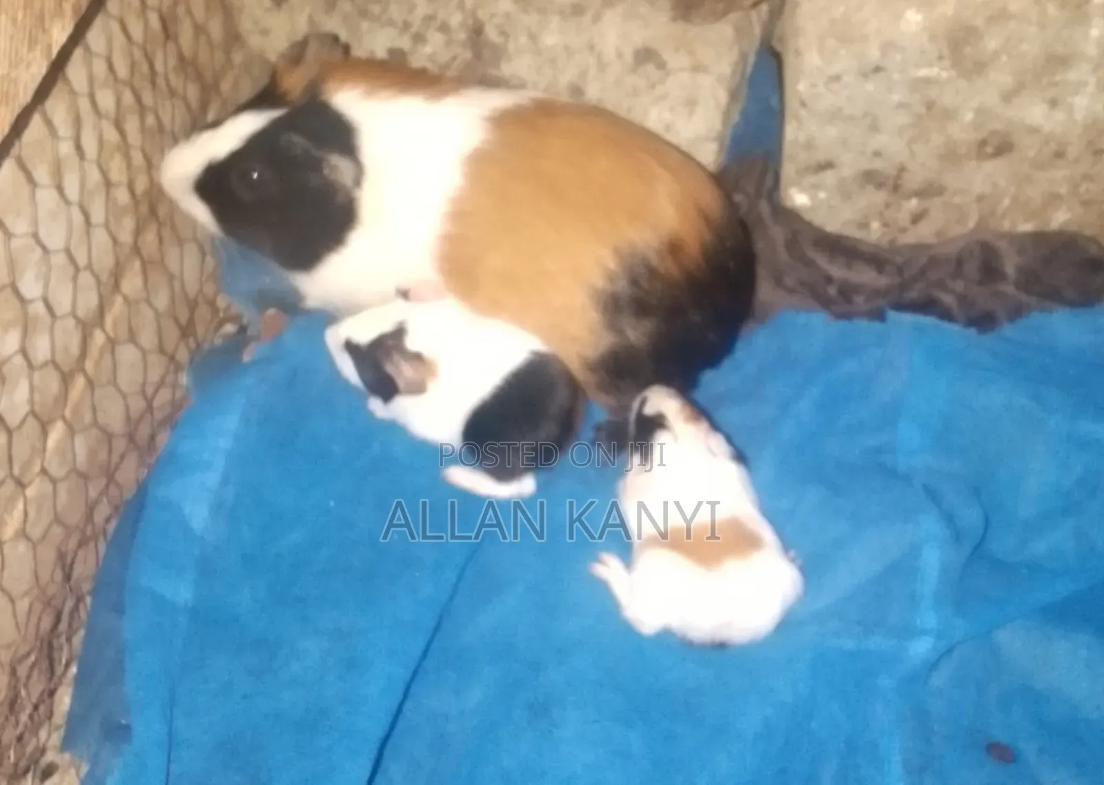 Guinea Pigs for Sale