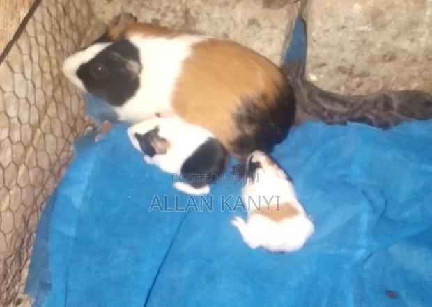 Guinea Pigs for Sale - thumbnail 7