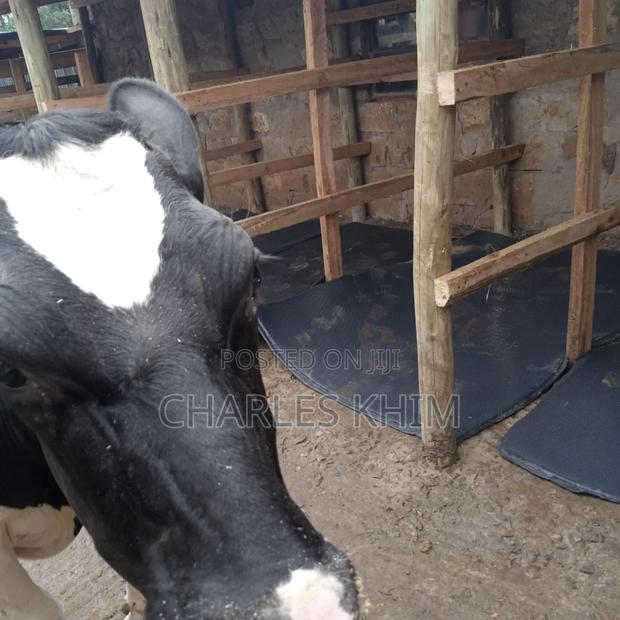 Cow Mattress - thumbnail 2