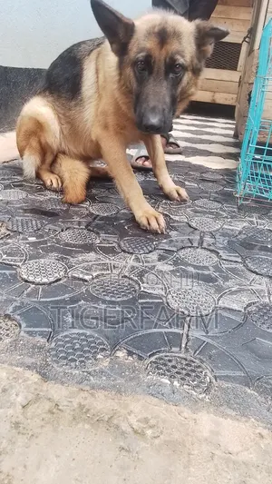 1+ year Female Purebred German Shepherd
