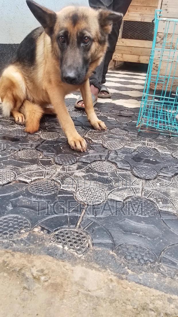 1+ year Female Purebred German Shepherd - thumbnail 3