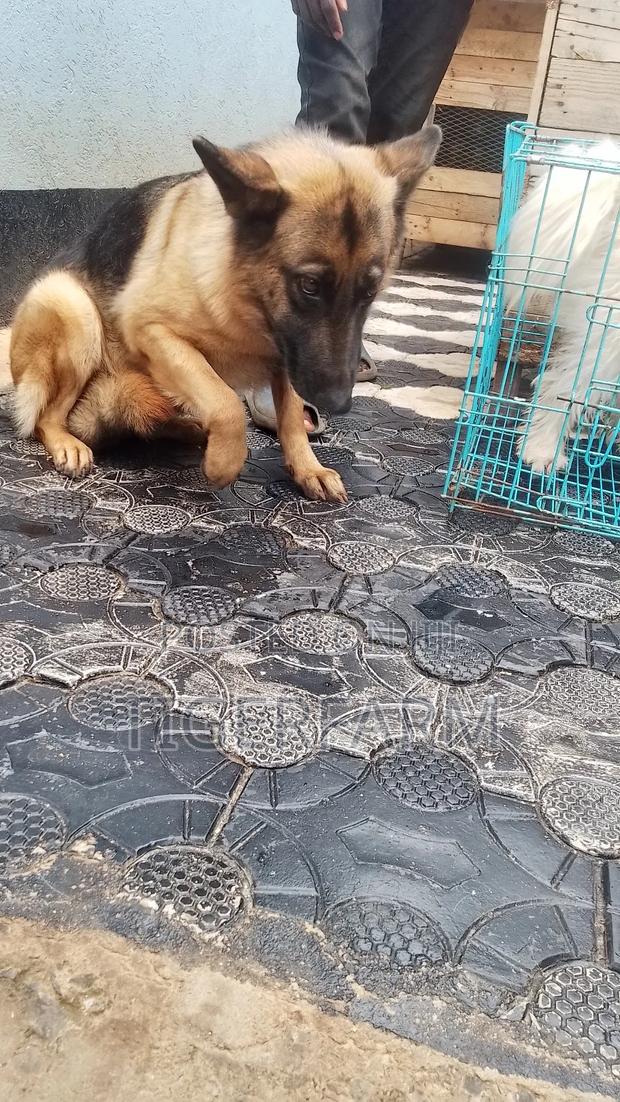 1+ year Female Purebred German Shepherd - thumbnail 4