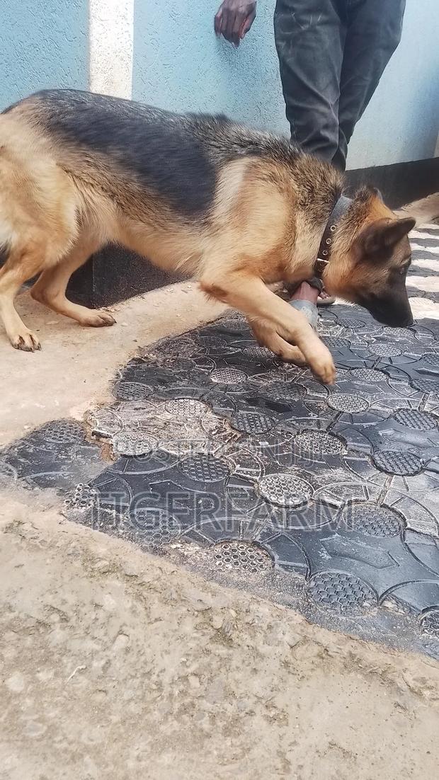 1+ year Female Purebred German Shepherd - thumbnail 5