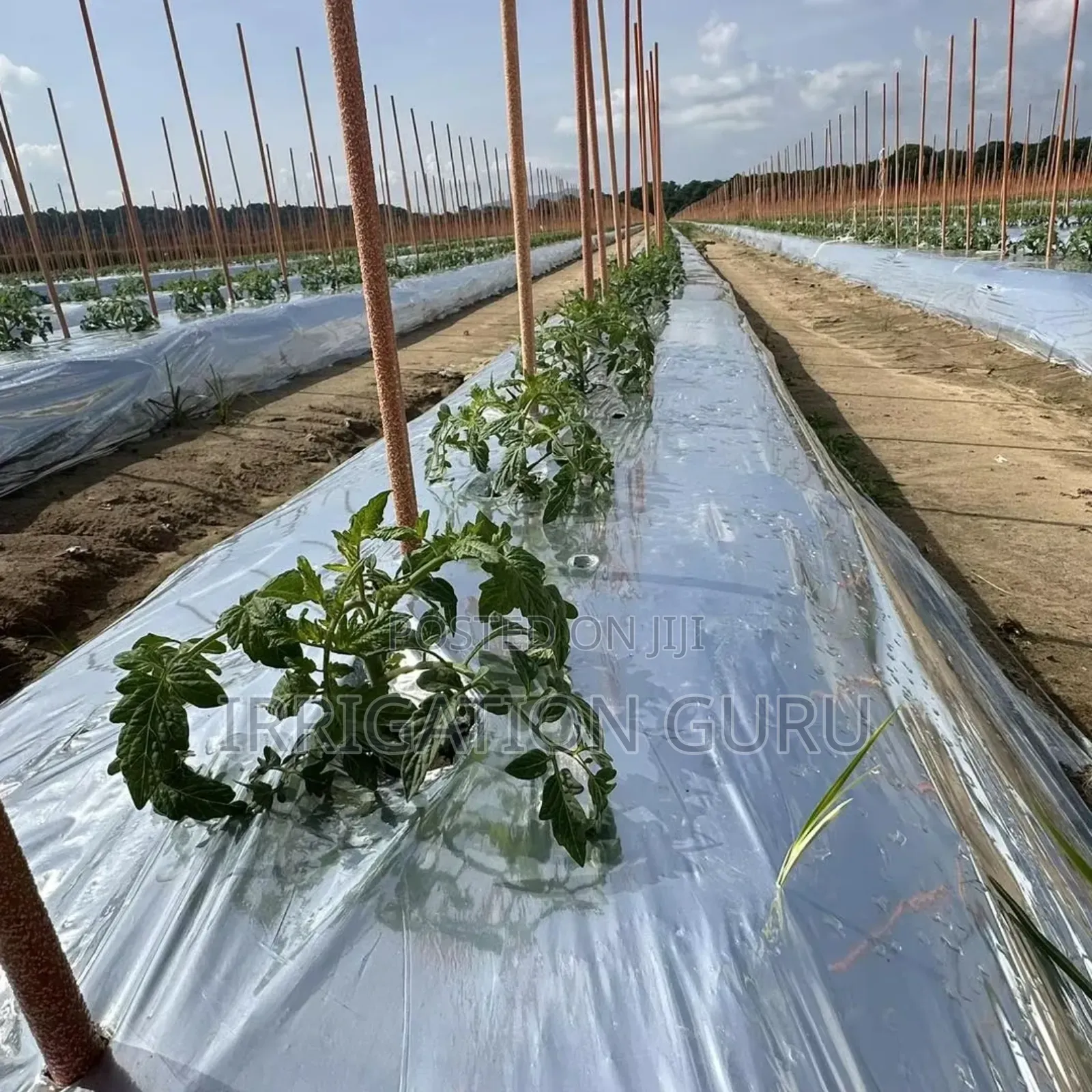 Therma Crop Veil 60microns