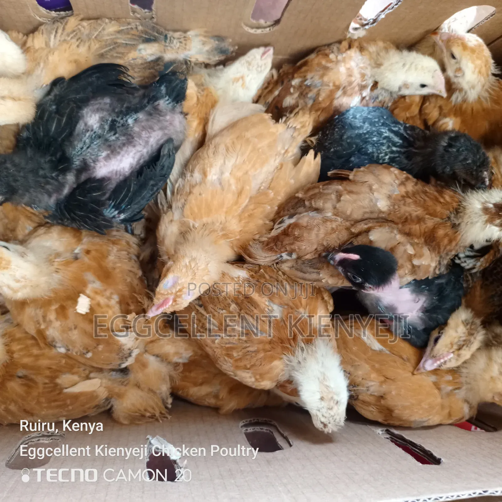 4 Weeks Vaccinated Improved Kienyeji Chicks