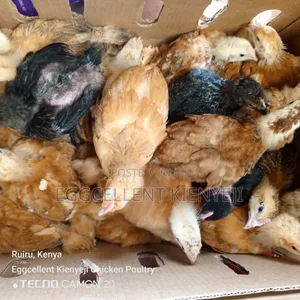 4 Weeks Vaccinated Improved Kienyeji Chicks