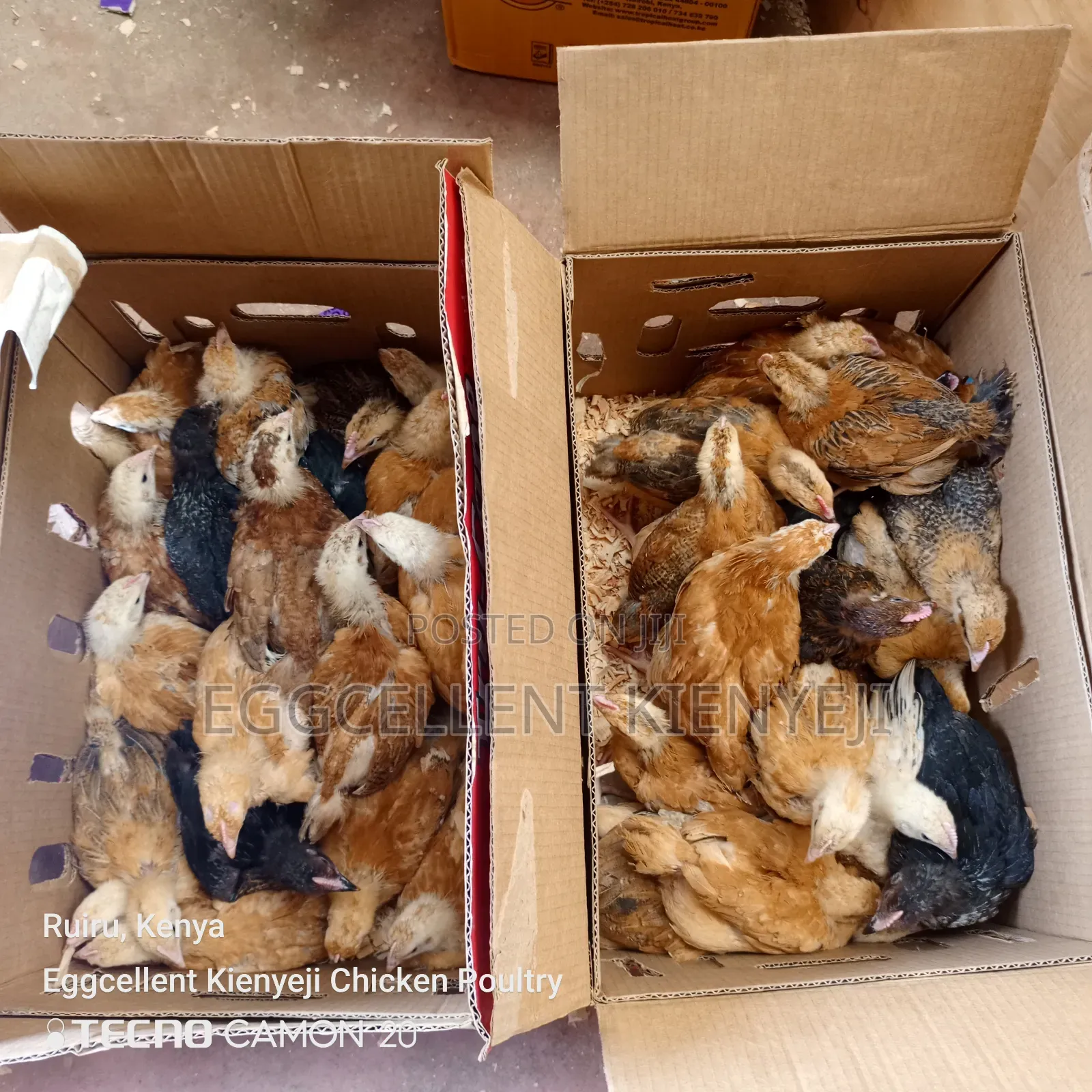 4 Weeks Vaccinated Improved Kienyeji Chicks