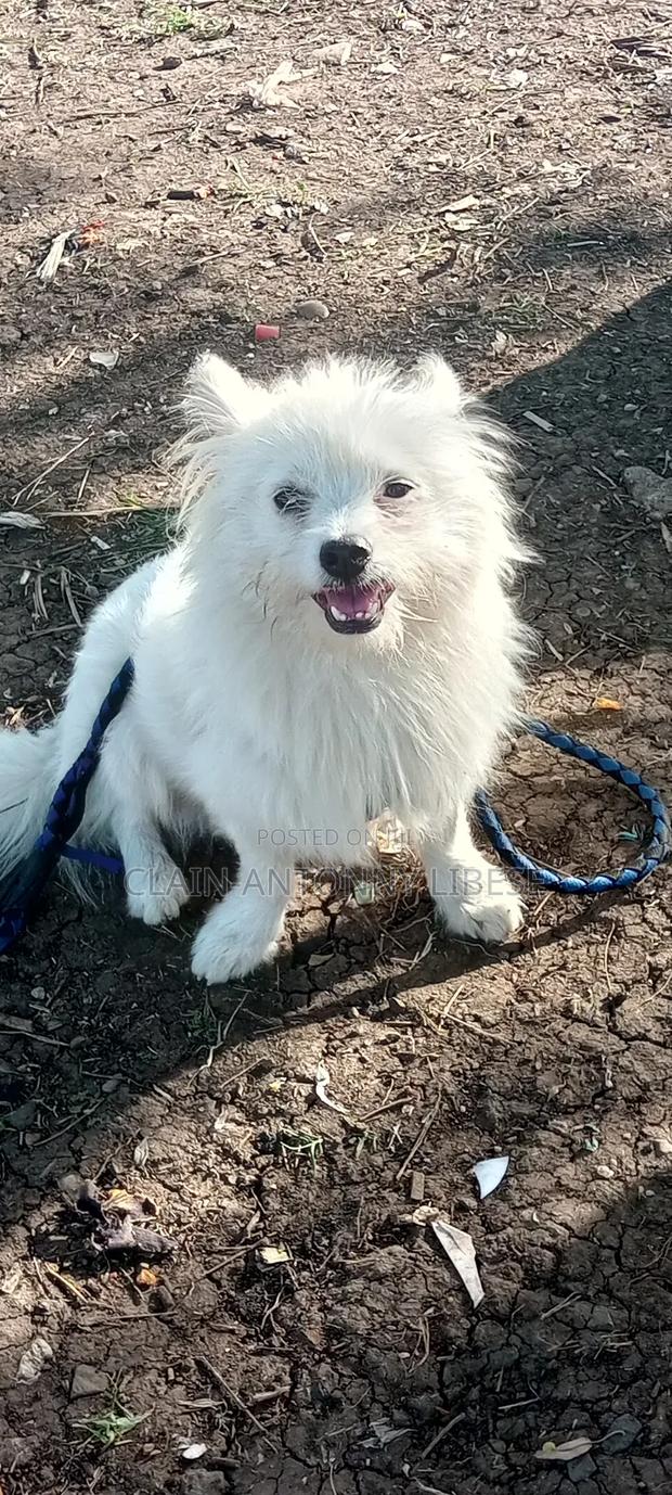 1+ year Male Purebred Japanese Spitz
