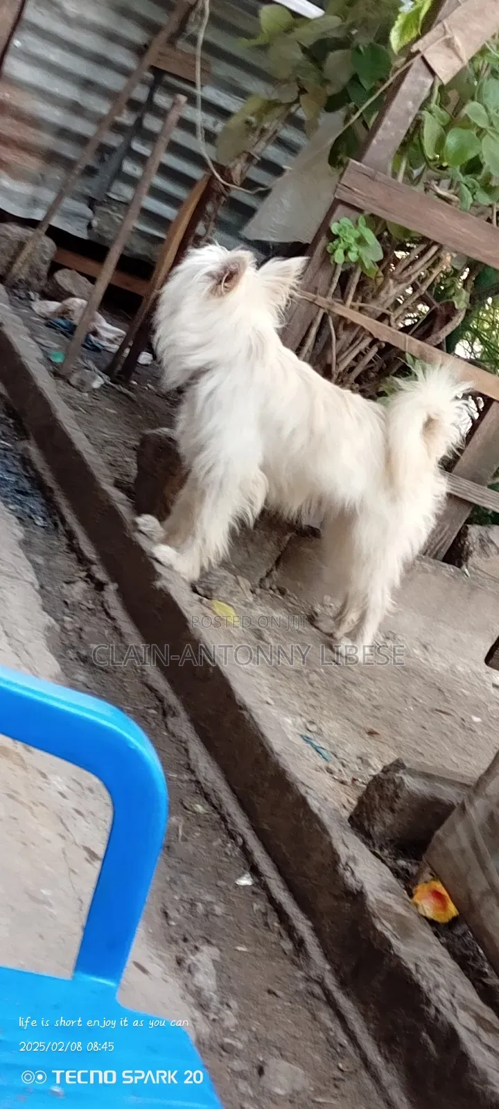 1+ year Male Purebred Maltese