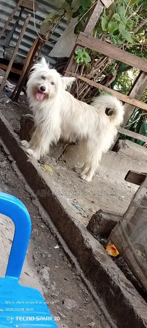 1+ year Male Purebred Maltese
