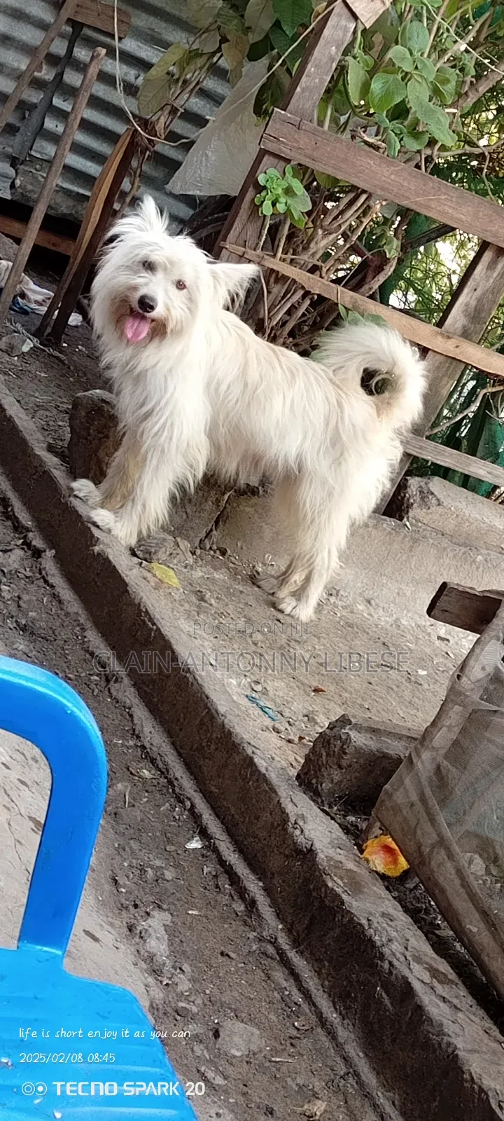 1+ year Male Purebred Maltese