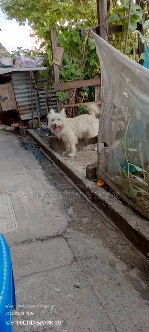 1+ year Male Purebred Maltese