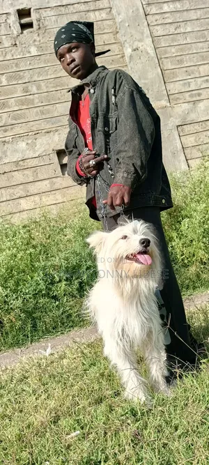 1+ year Male Purebred Maltese