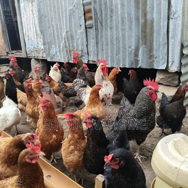 Fertilized Improved Kari Kienyeji Eggs - thumbnail 2