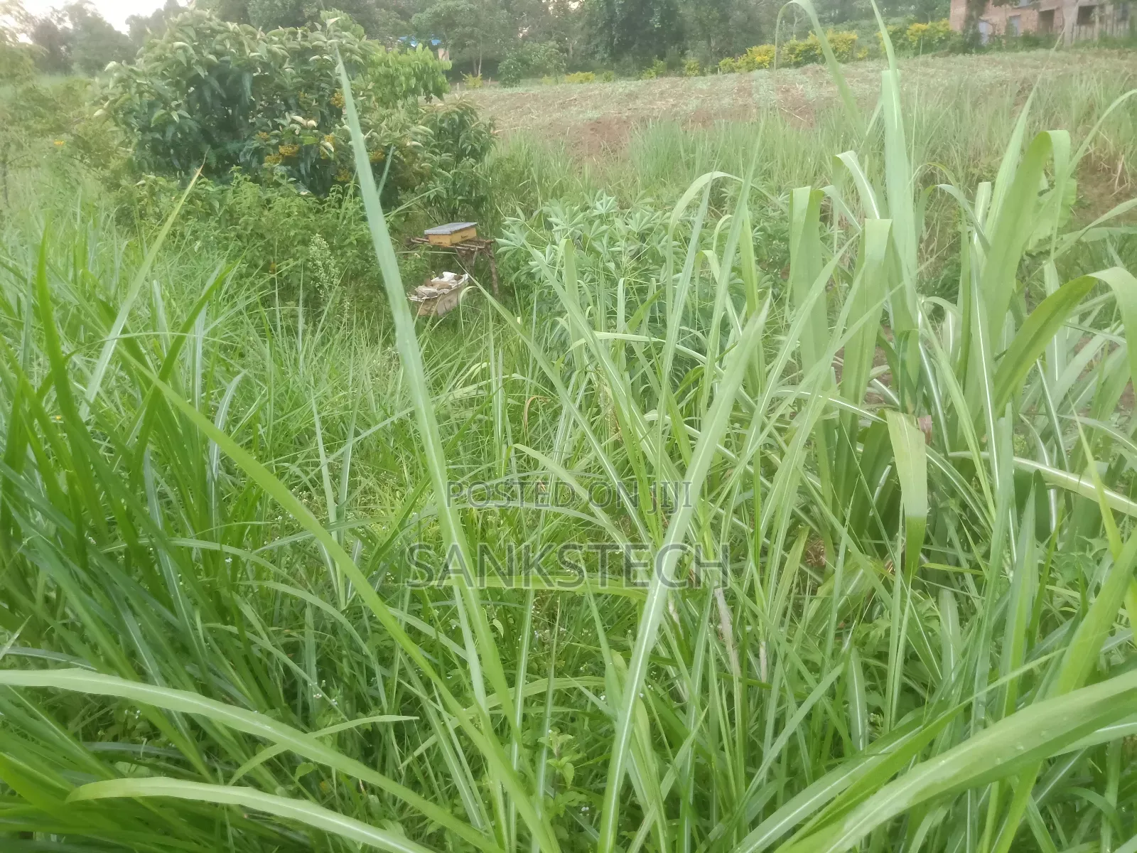 An Acre Land Piece