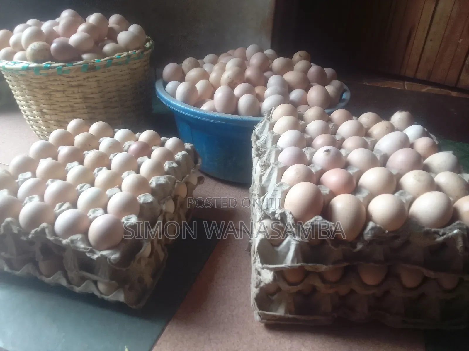 F1 Fertile Eggs for Sell