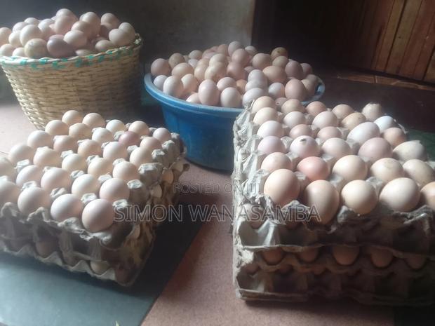 F1 Fertile Eggs for Sell - main view