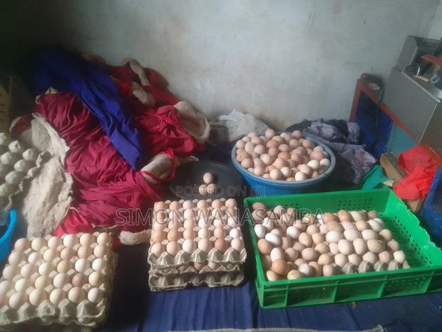 F1 Fertile Eggs for Sell - thumbnail 3