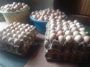 F1 Fertile Eggs for Sell