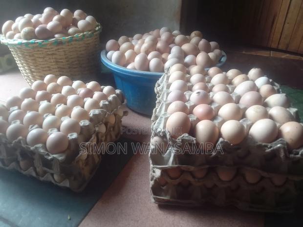 F1 Fertile Eggs for Sell - thumbnail 4