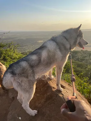 1+ year Male Purebred Siberian Husky