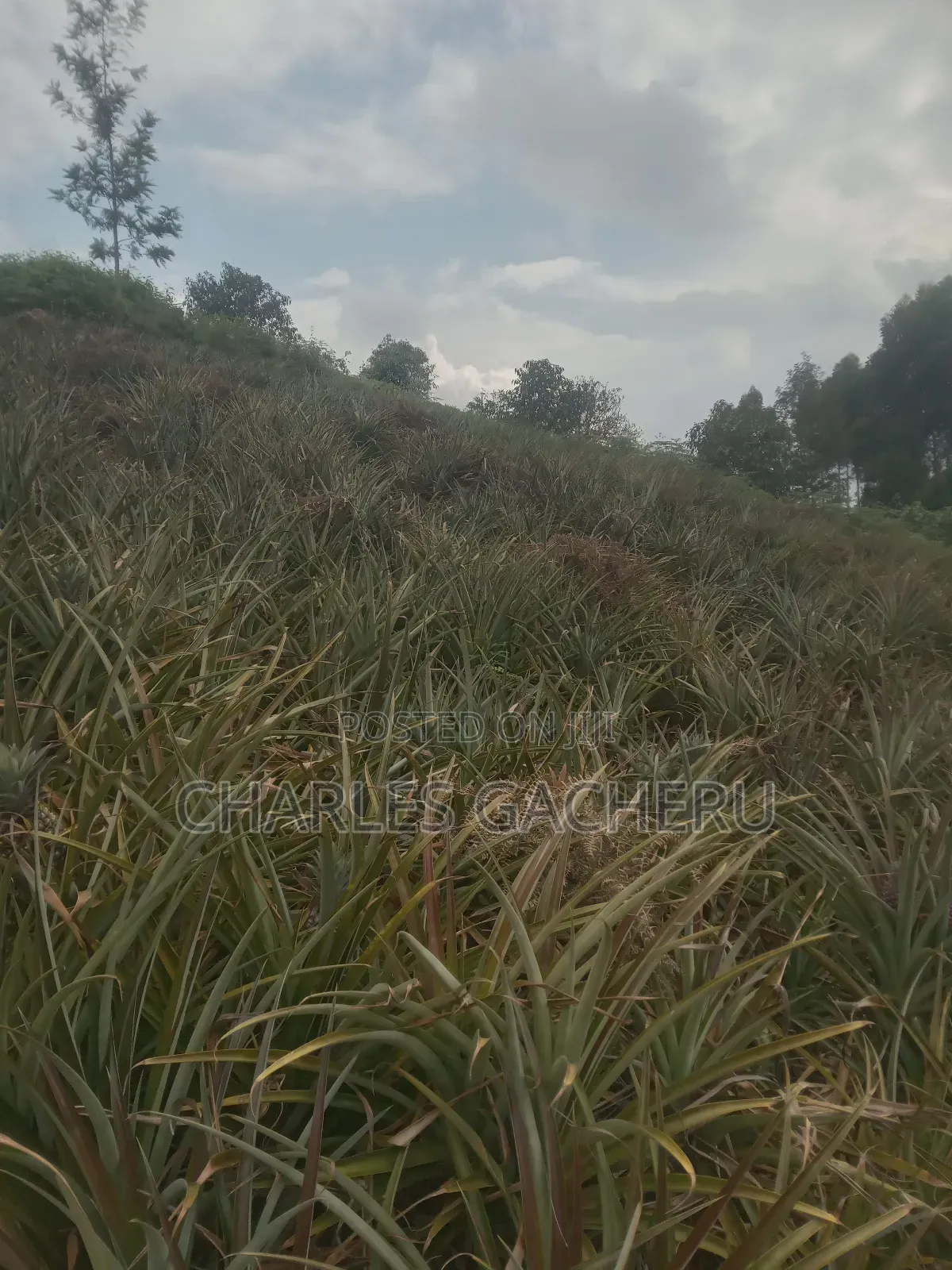 Pineaple/Vegetable Farmer