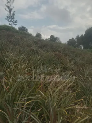 Pineaple/Vegetable Farmer