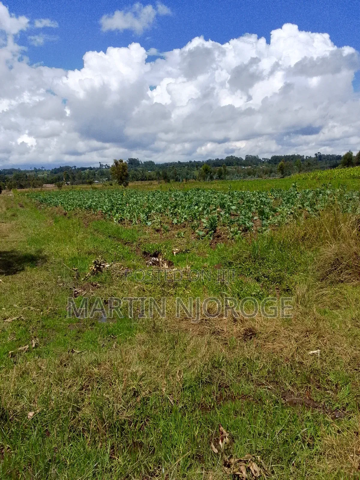10 Acres Murungaru