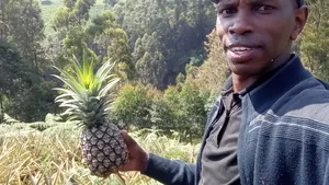 Pineaple/Vegetable Farmer