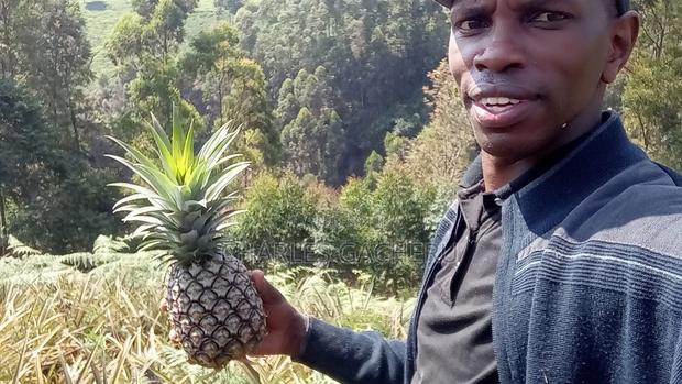 Pineaple/Vegetable Farmer - thumbnail 5