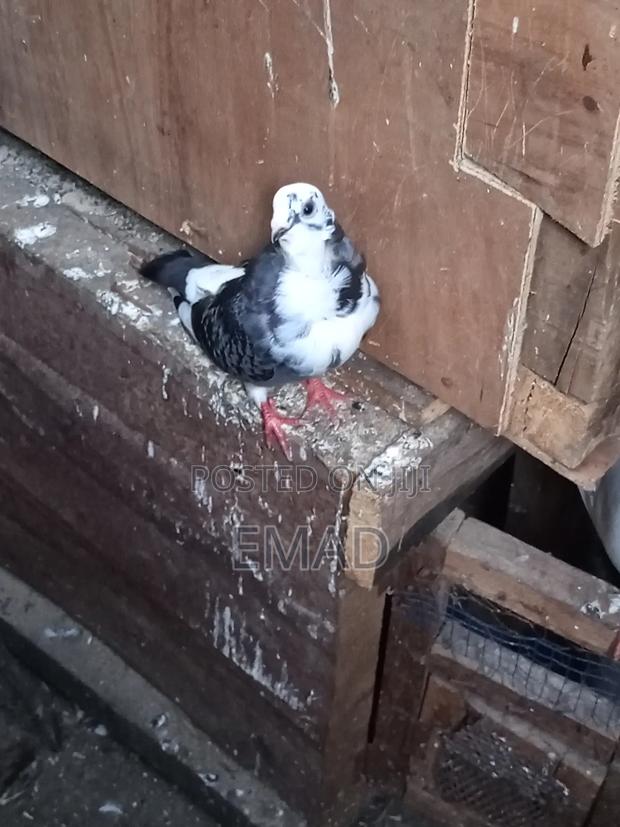 Chinese Pigeons - main view