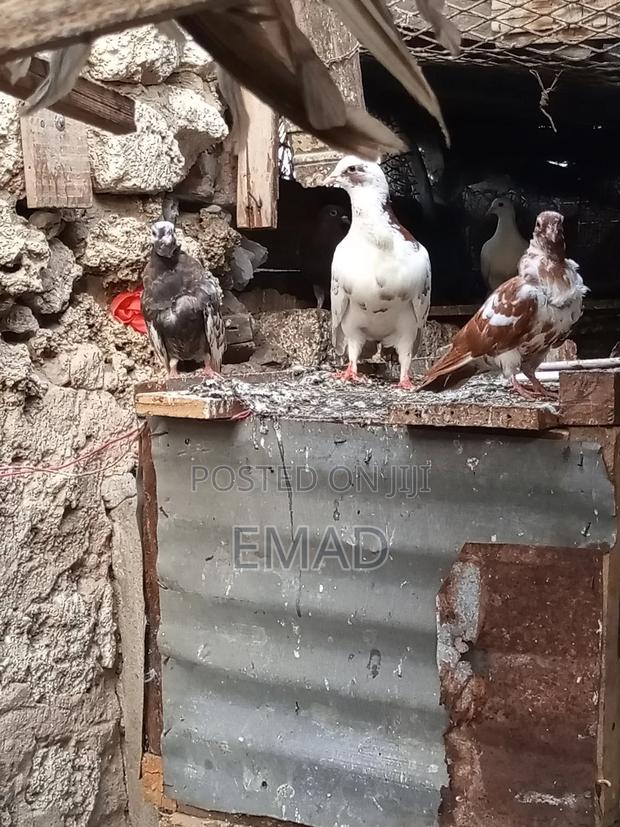 Chinese Pigeons - thumbnail 3