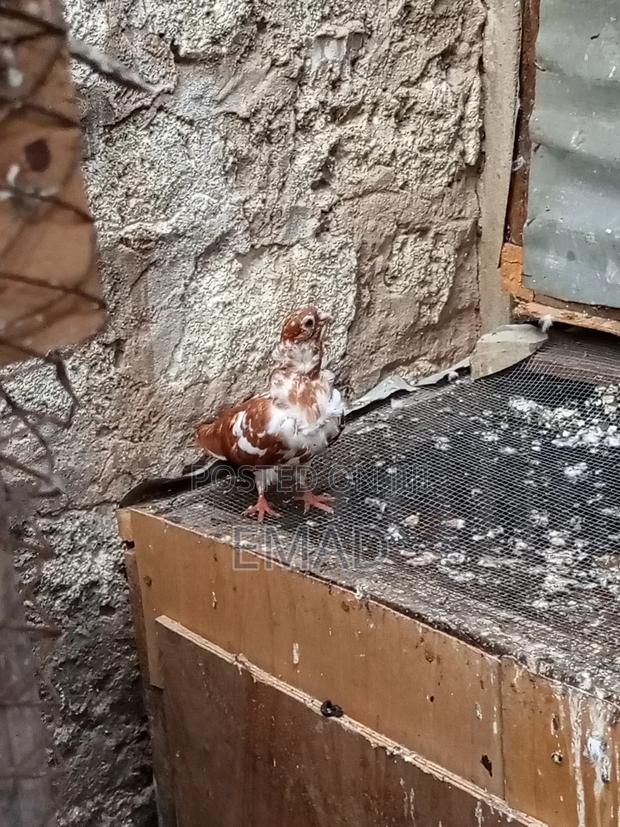 Chinese Pigeons - thumbnail 4