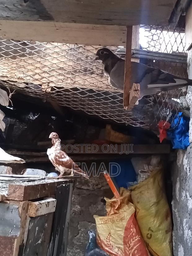 Chinese Pigeons - thumbnail 5