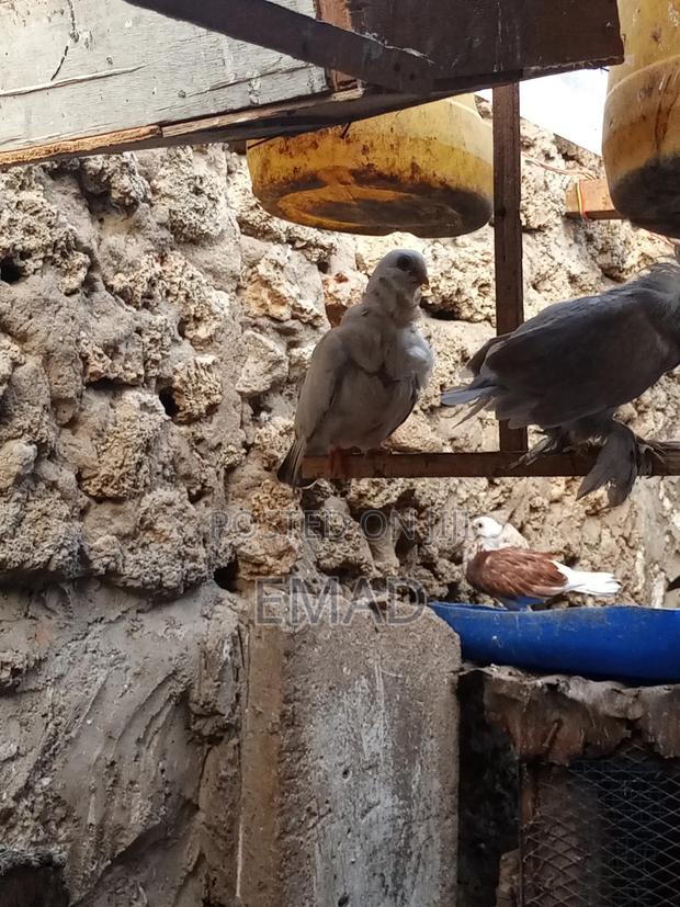 Chinese Pigeons - thumbnail 6