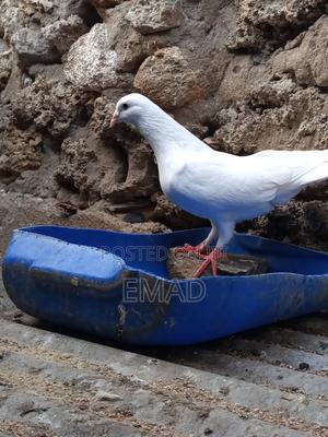 Pigeons for Sale - thumbnail 2