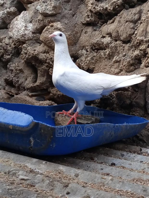 Pigeons for Sale - thumbnail 3