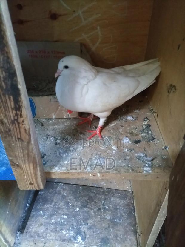 Pigeons for Sale - thumbnail 4