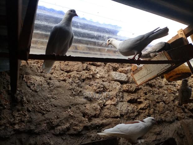 Pigeons for Sale - thumbnail 5