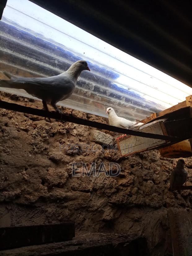 Pigeons for Sale - thumbnail 6