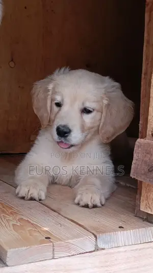 1-3 months Male Purebred Golden Retriever