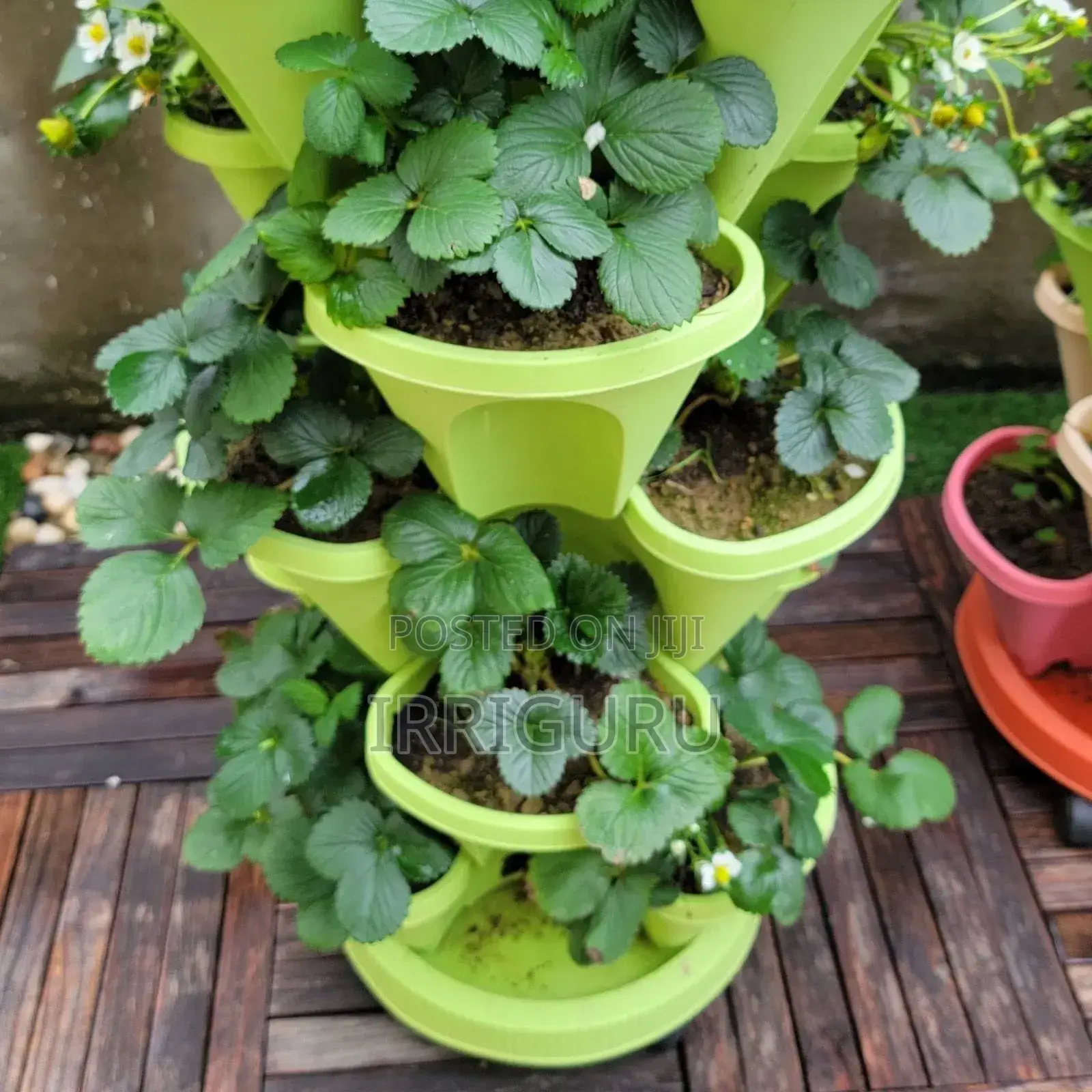 Top Tier Can Grow Sukuma Wiki