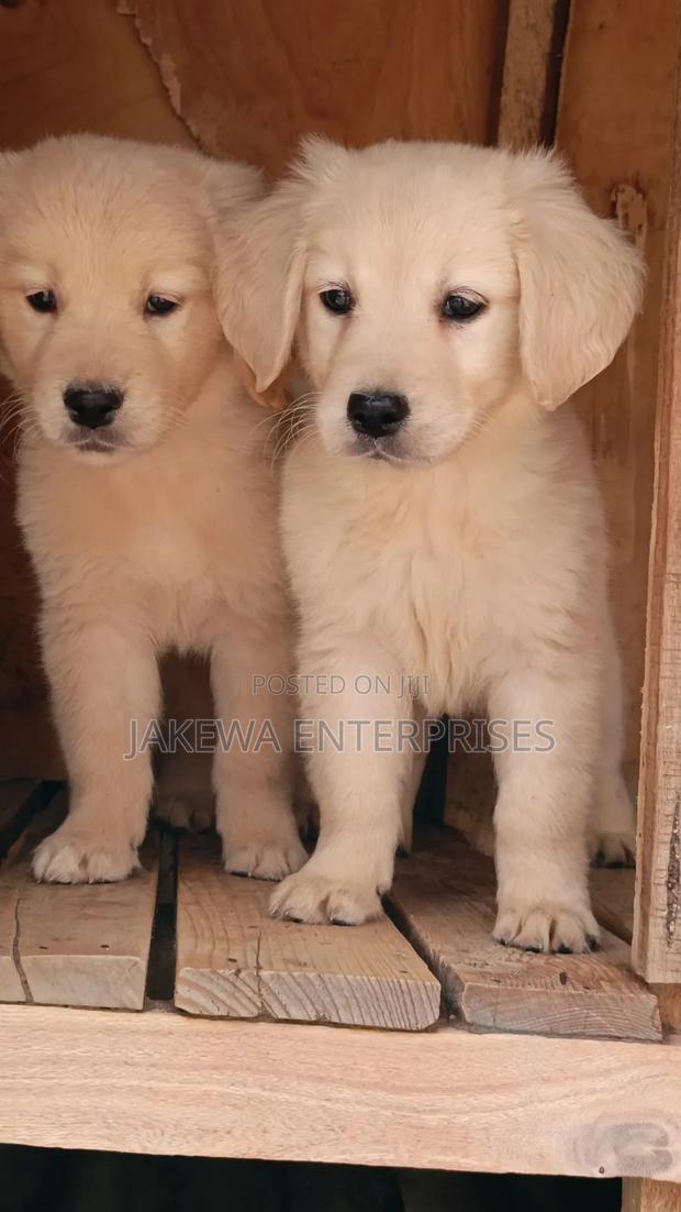 1-3 months Male Purebred Golden Retriever - main view