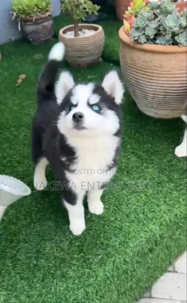 1-3 months Male Purebred Siberian Husky